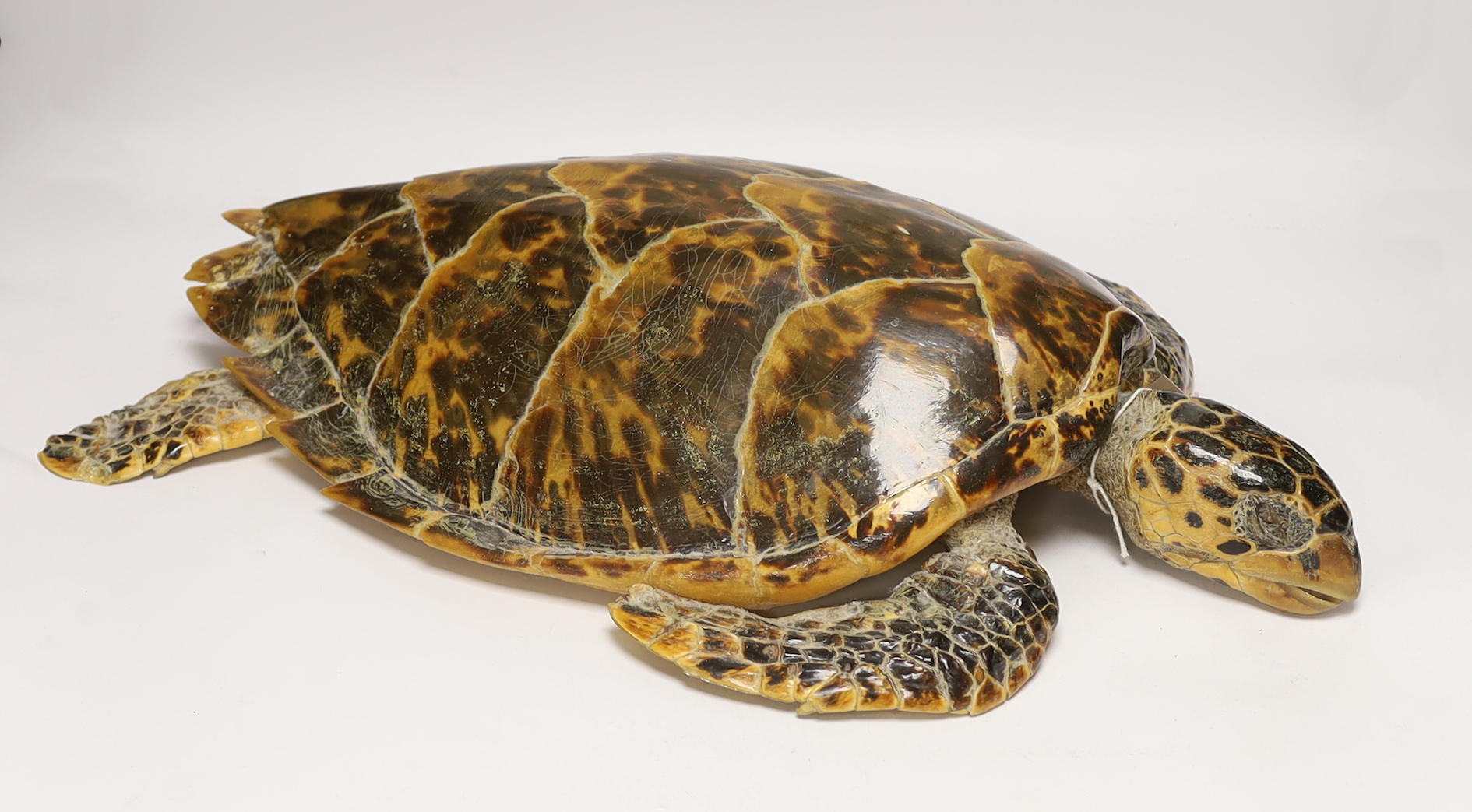 Taxidermy: Hawksbill Sea Turtle (Eretmochelys imbricata), circa 20th century, 63cm long Cites Annex A, Appendix II (exempt) This specimen would require a re-export licence to export from the UK, an import permit would be
